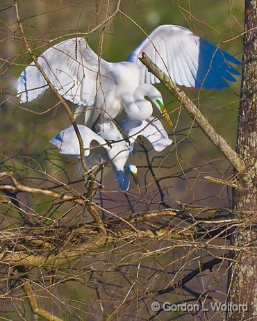 Breeding Egrets_45561.jpg - Great Egret (Ardea alba)Photographed at Lake Martin near Breaux Bridge, Louisiana, USA.